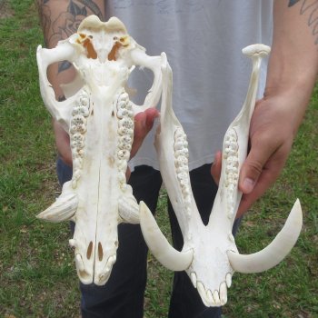 13" Wild Boar Skull 